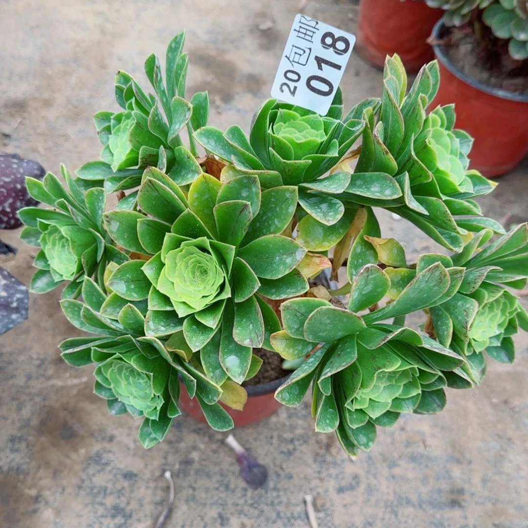 蓝色妖姬018满20包邮断枝不包