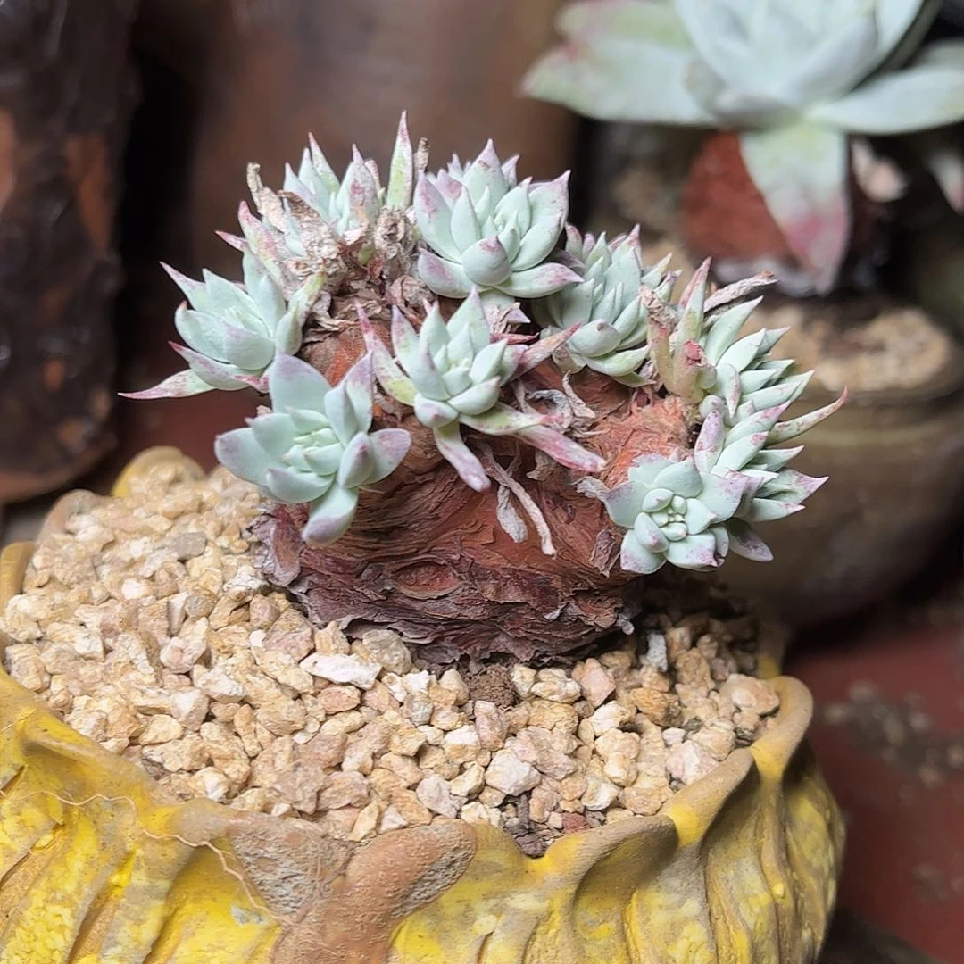 8419奴婢仙女杯多肉