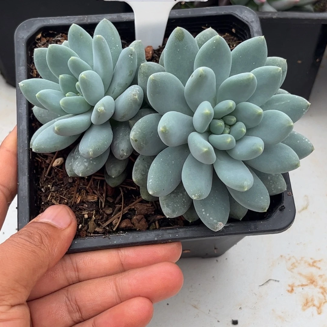 美人系杂多肉植物671