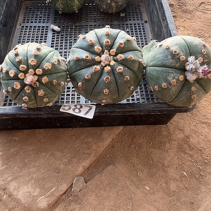 587号五颗仙人球开花