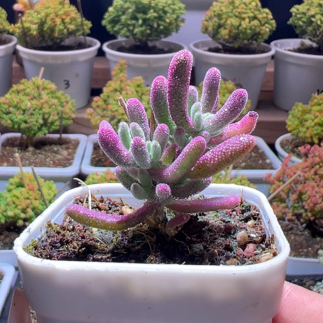 352紫闪光一物一拍带盆土发货