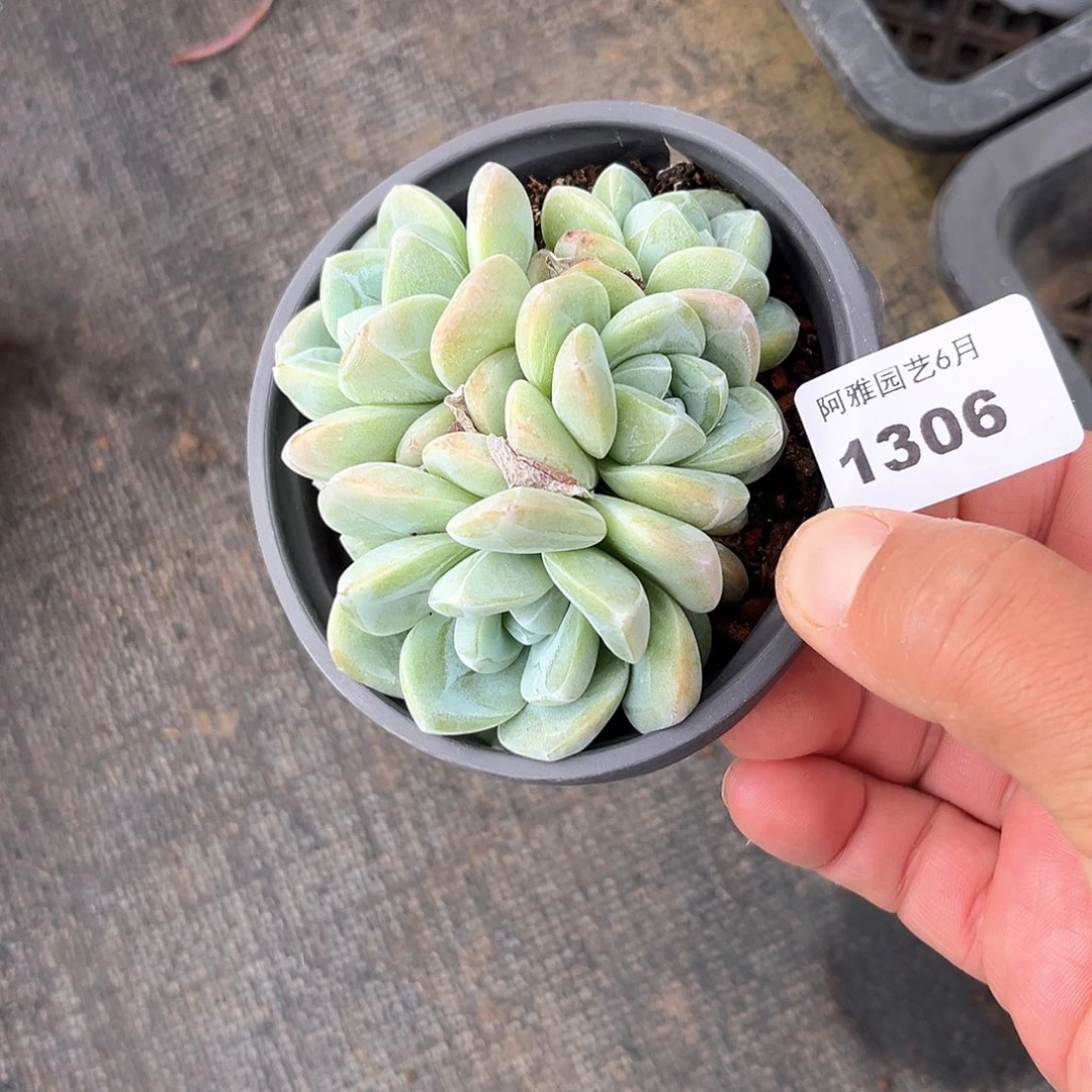 阿雅园艺。  1306冰玉群