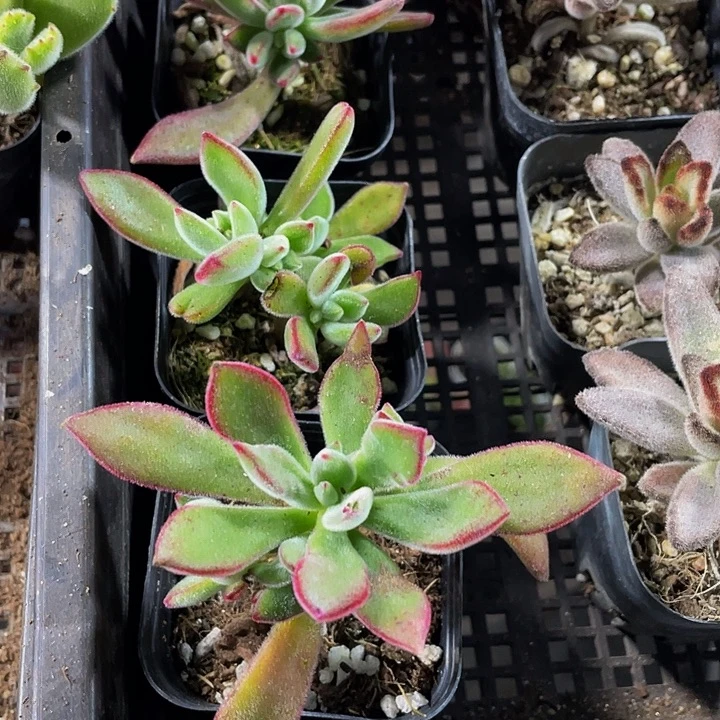 锦晃星2.8带盆土发