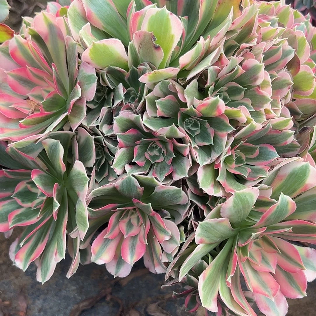 12.29.54妖月多肉植物