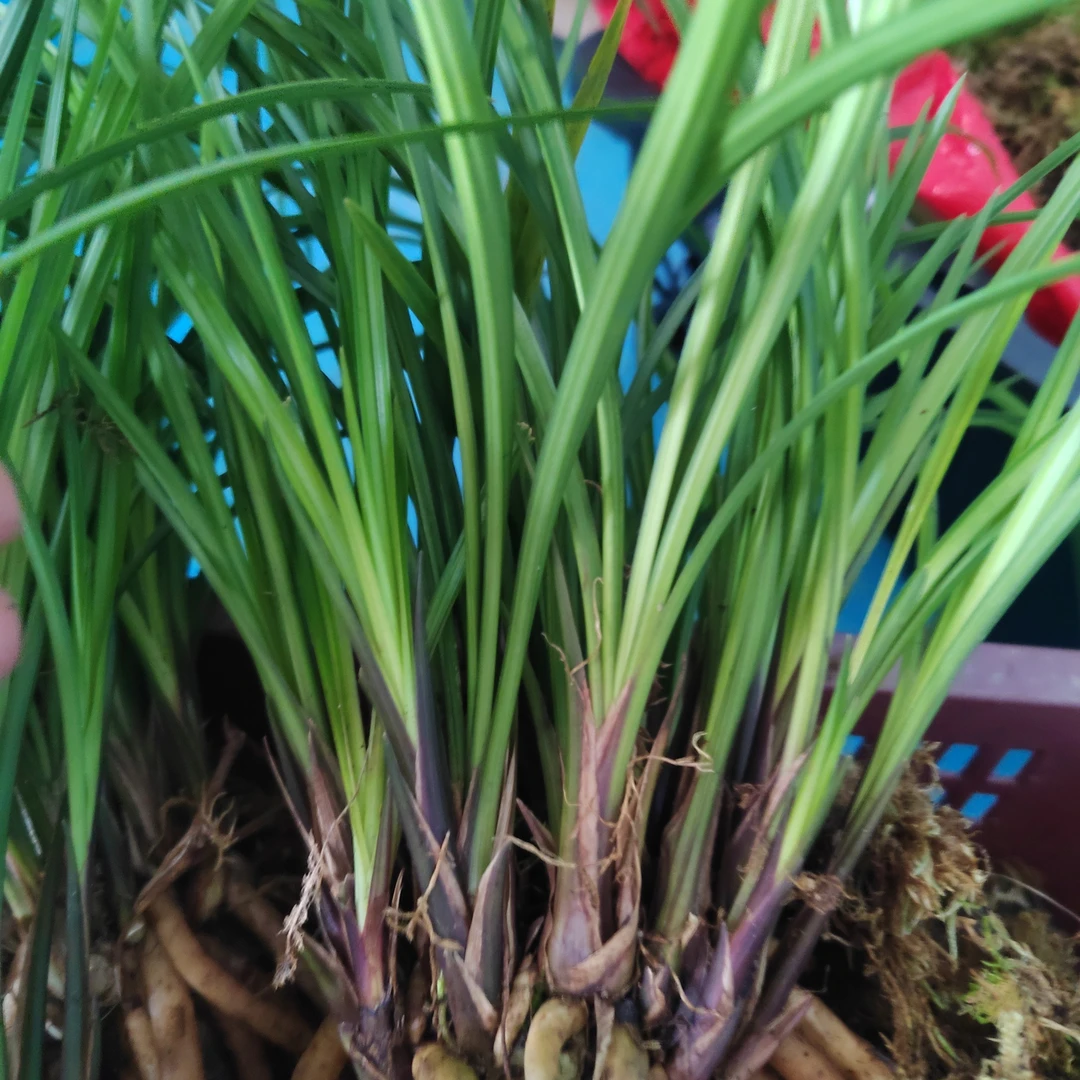 龙血树花卉盆栽室内绿植七彩铁三色红竹观叶植物好养护