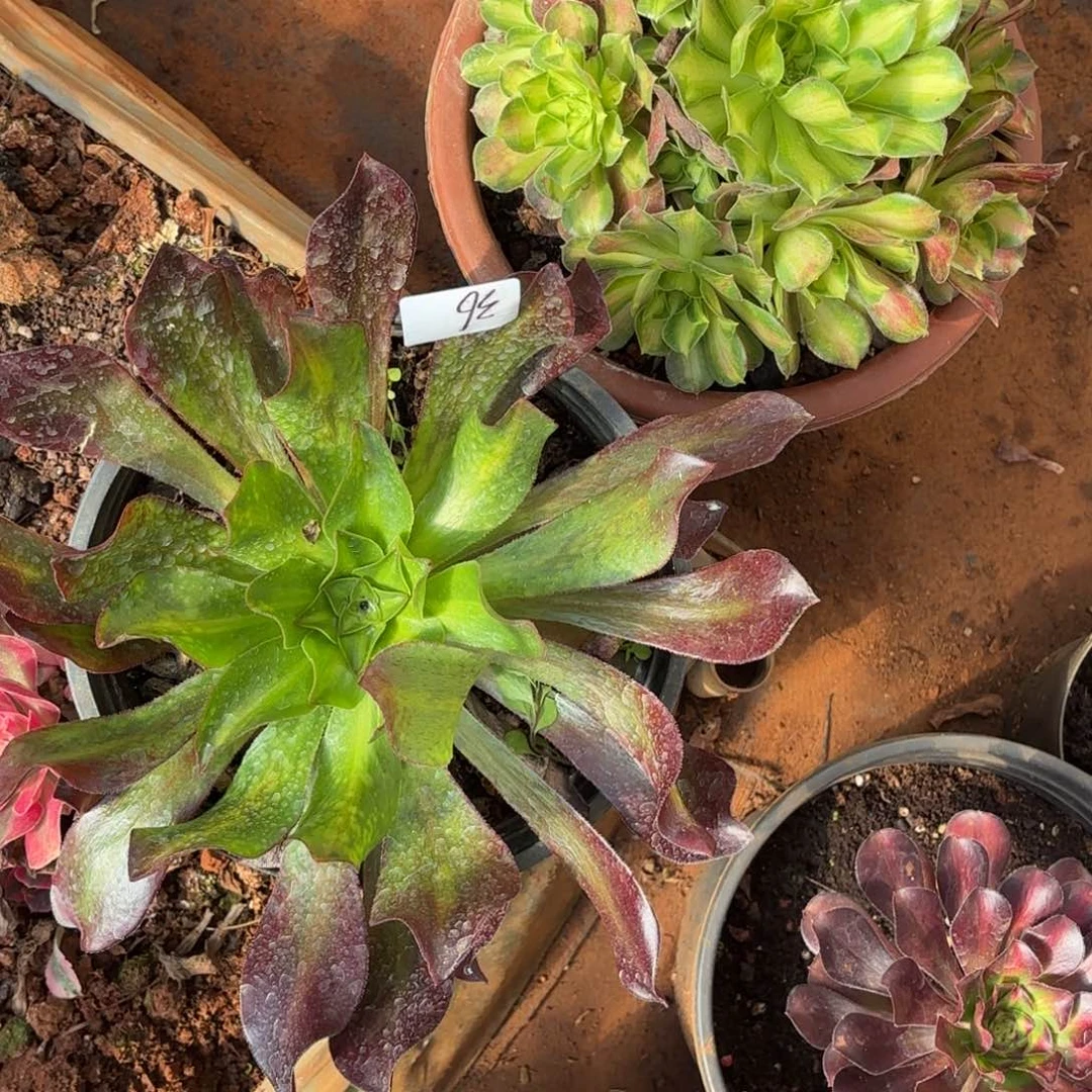 云南多肉植物组拍