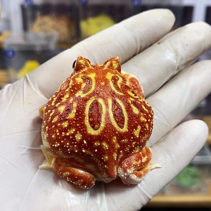 m***k角蛙343号精品火龙角蛙