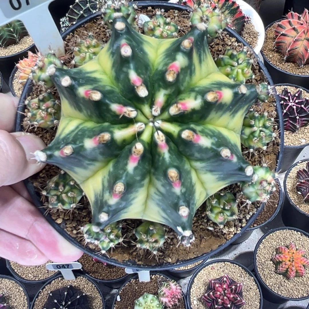 柠檬岛处侧芽特价————