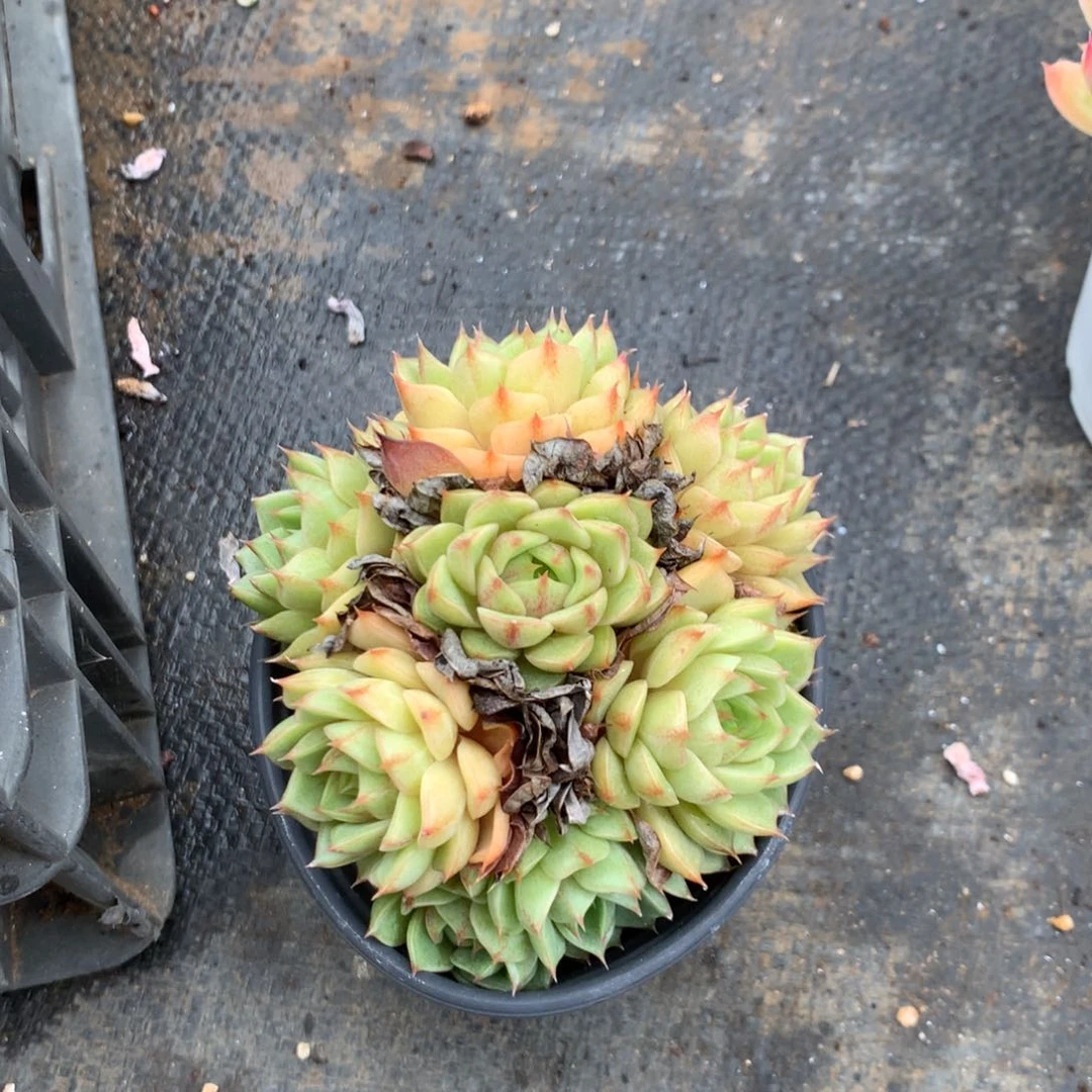 我们是真的没有关系嘛不