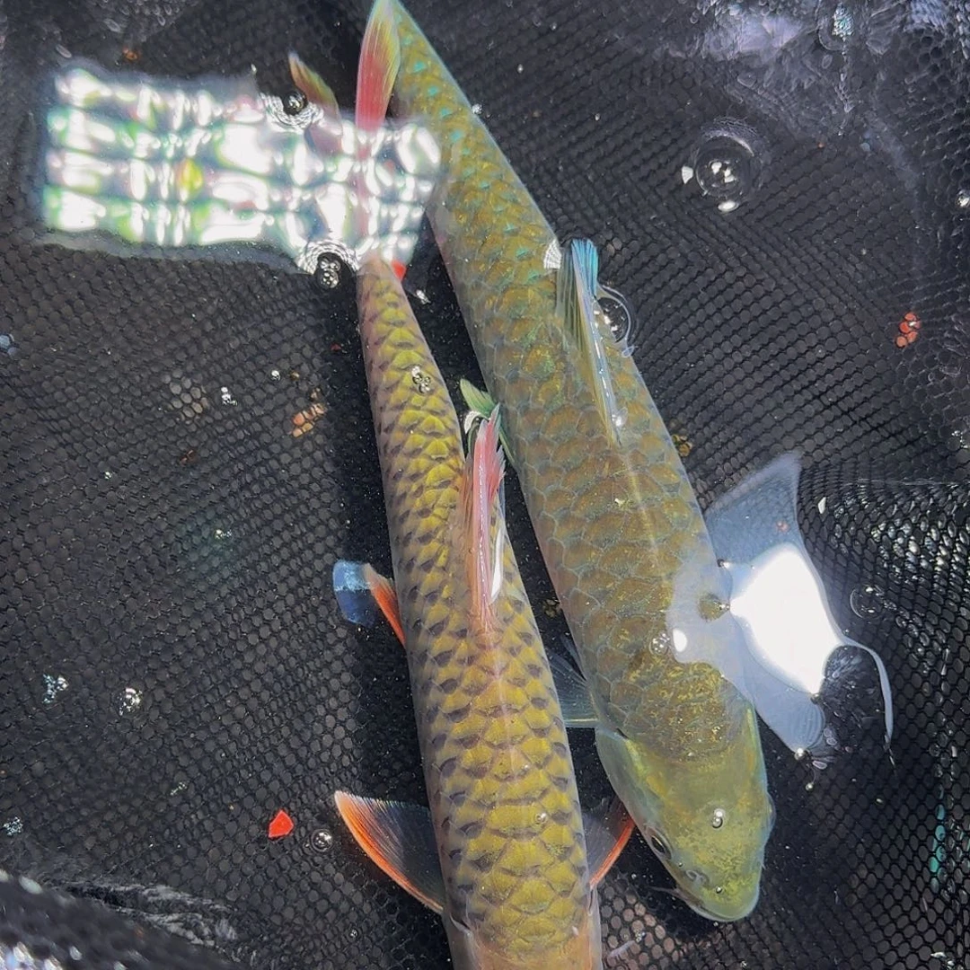 吉罗鱼国结国结国结