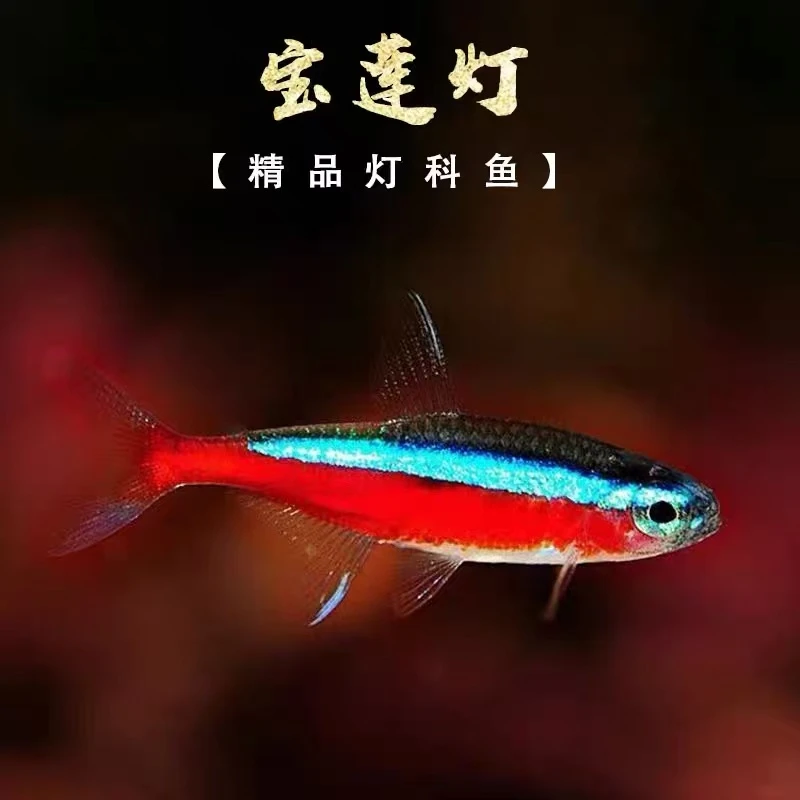 宝莲灯巴西人工F1淡水热带观赏鱼小型灯科鱼