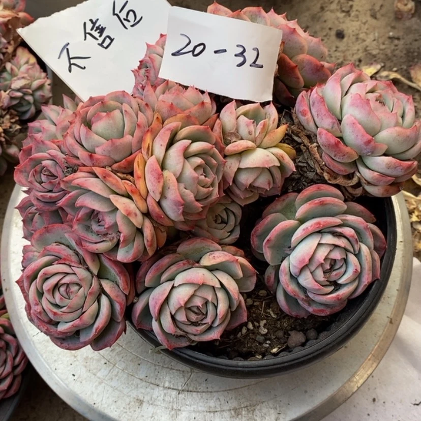 【闪购商品】锦*多肉植物