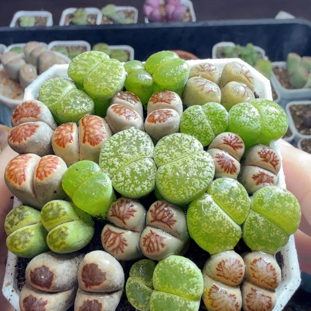 多肉植物的生长发育和生长发育671