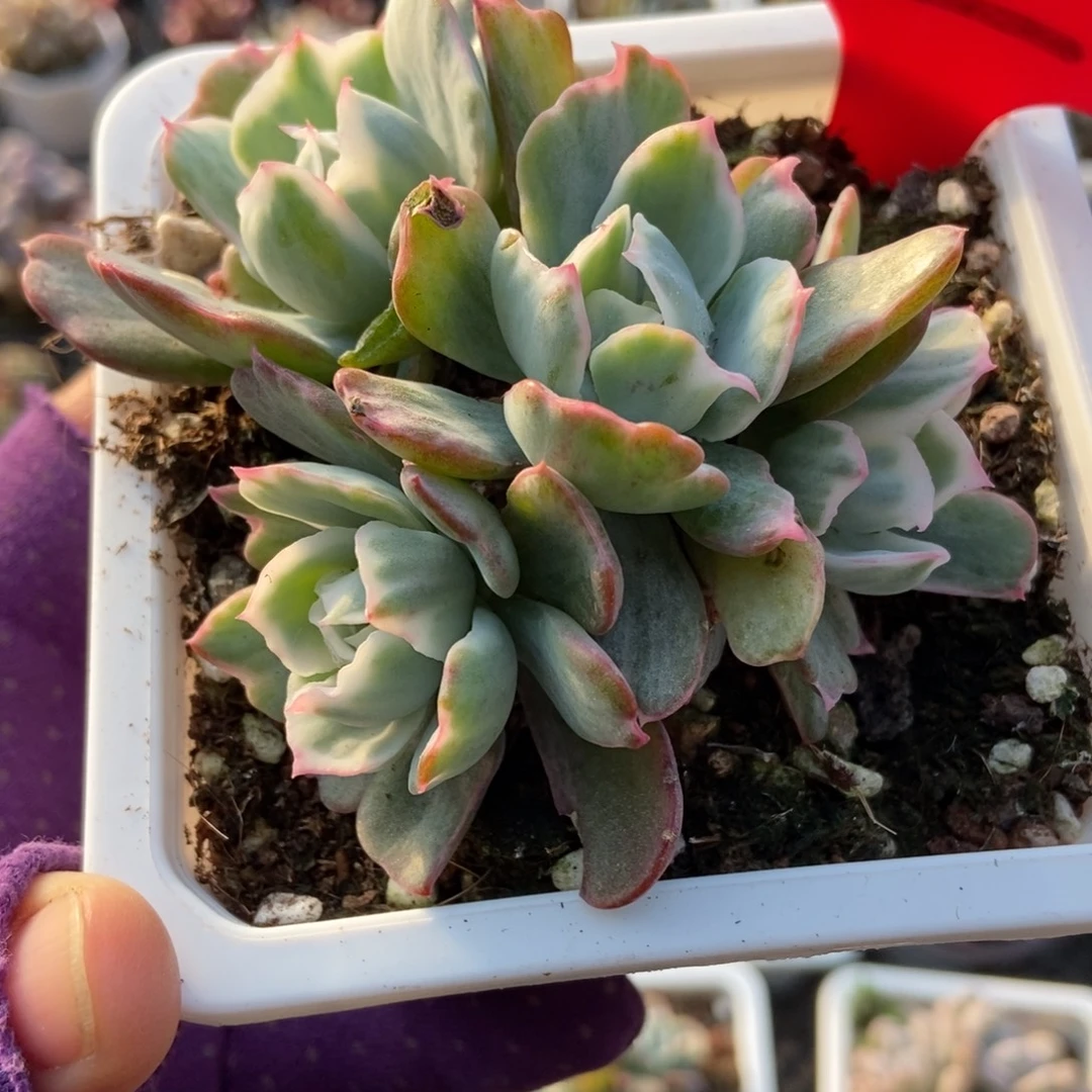 2伯克利锦多肉植物