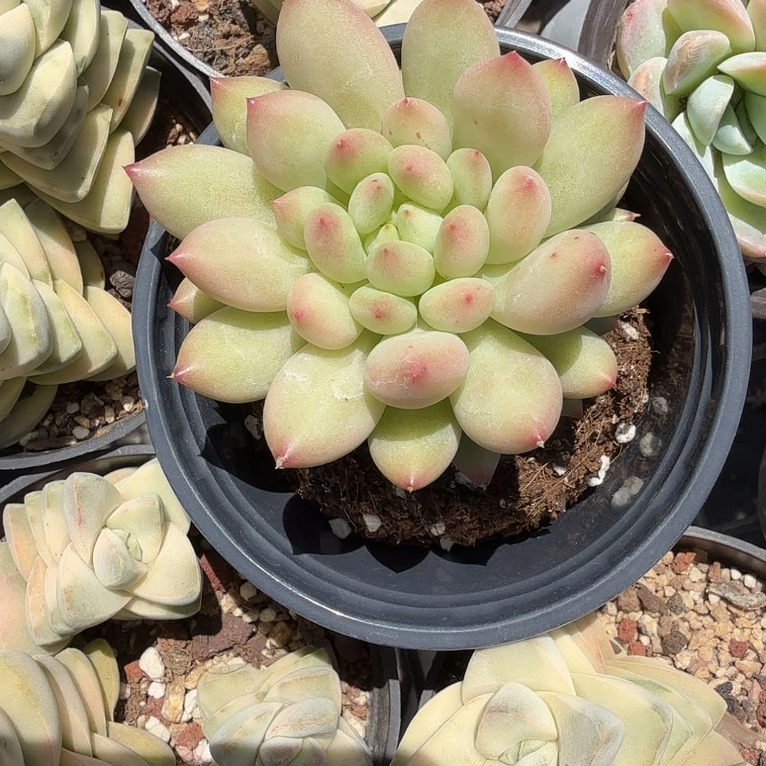 虞美人多肉植物精品