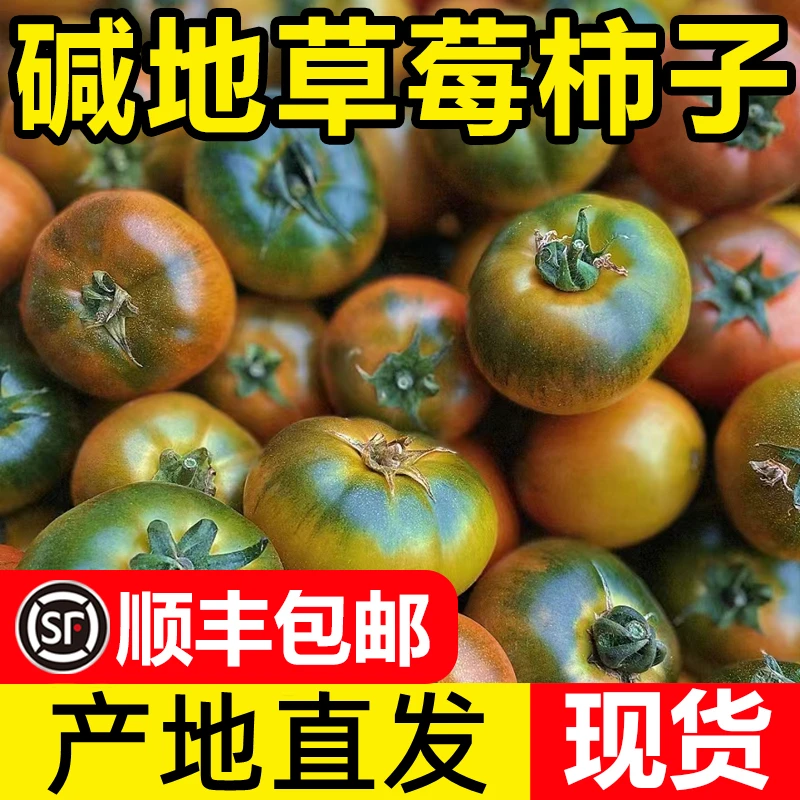 【新店特价卖】碱地柿子铁皮柿子丹东盘锦草莓西红柿东北水果生吃