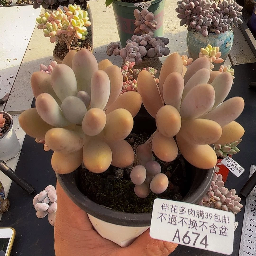 蛋黄奶酪664/9cn多肉