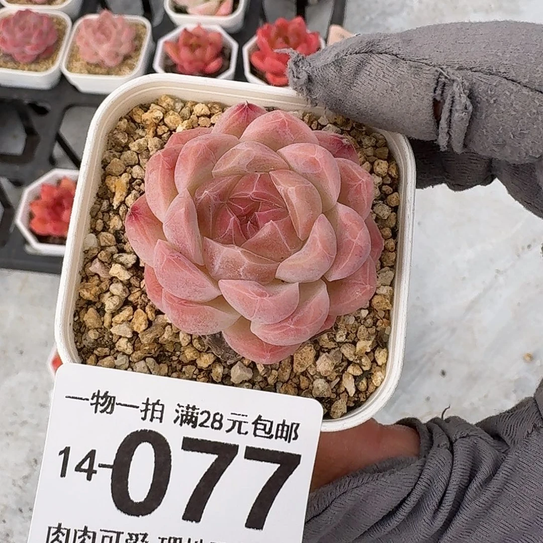 桔子糖无盆土发货