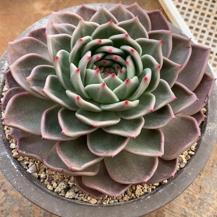 D088 直播福利 东云