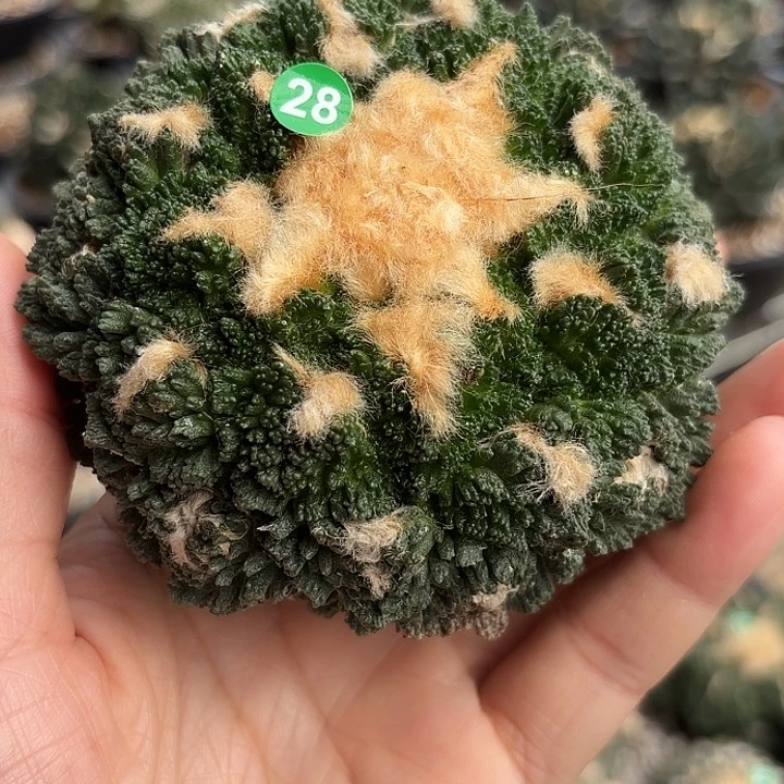 袖蒲苗接落地仙人球28