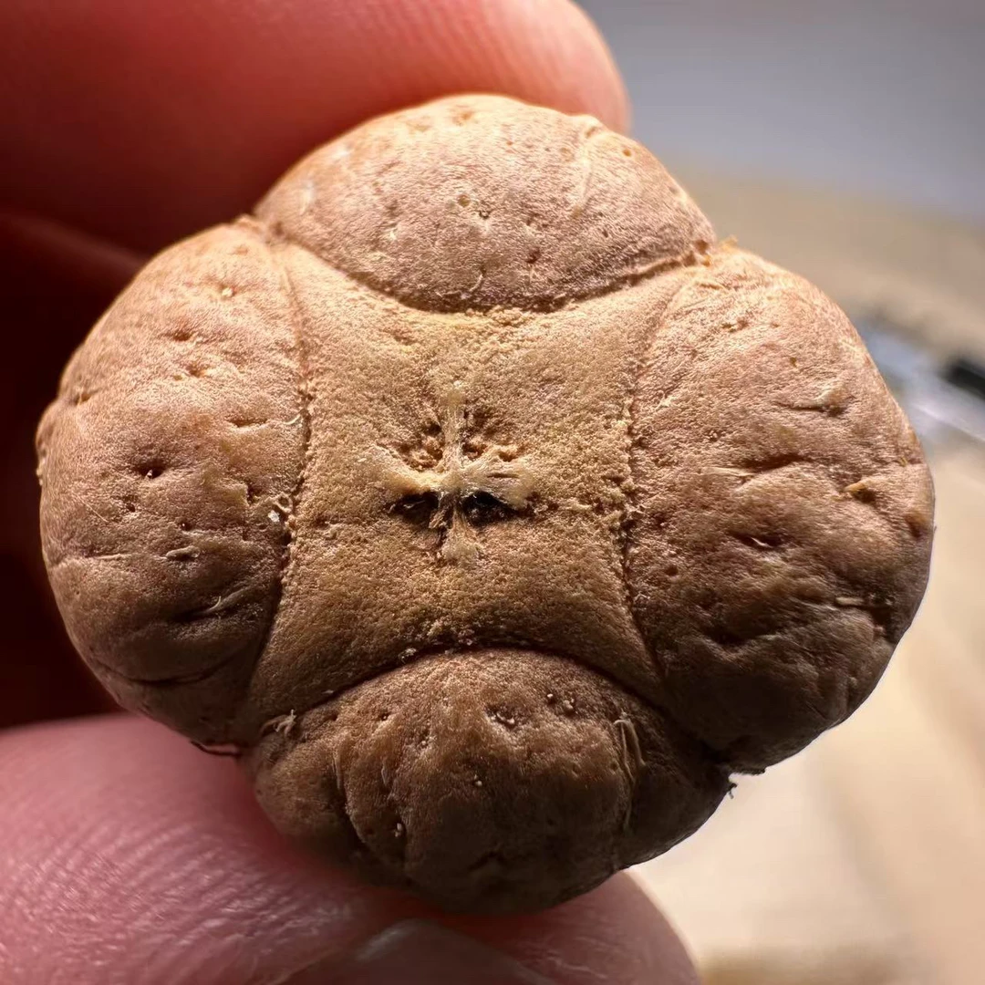 尼泊尔麒麟眼菩提，尺寸22，厚度13，s系列