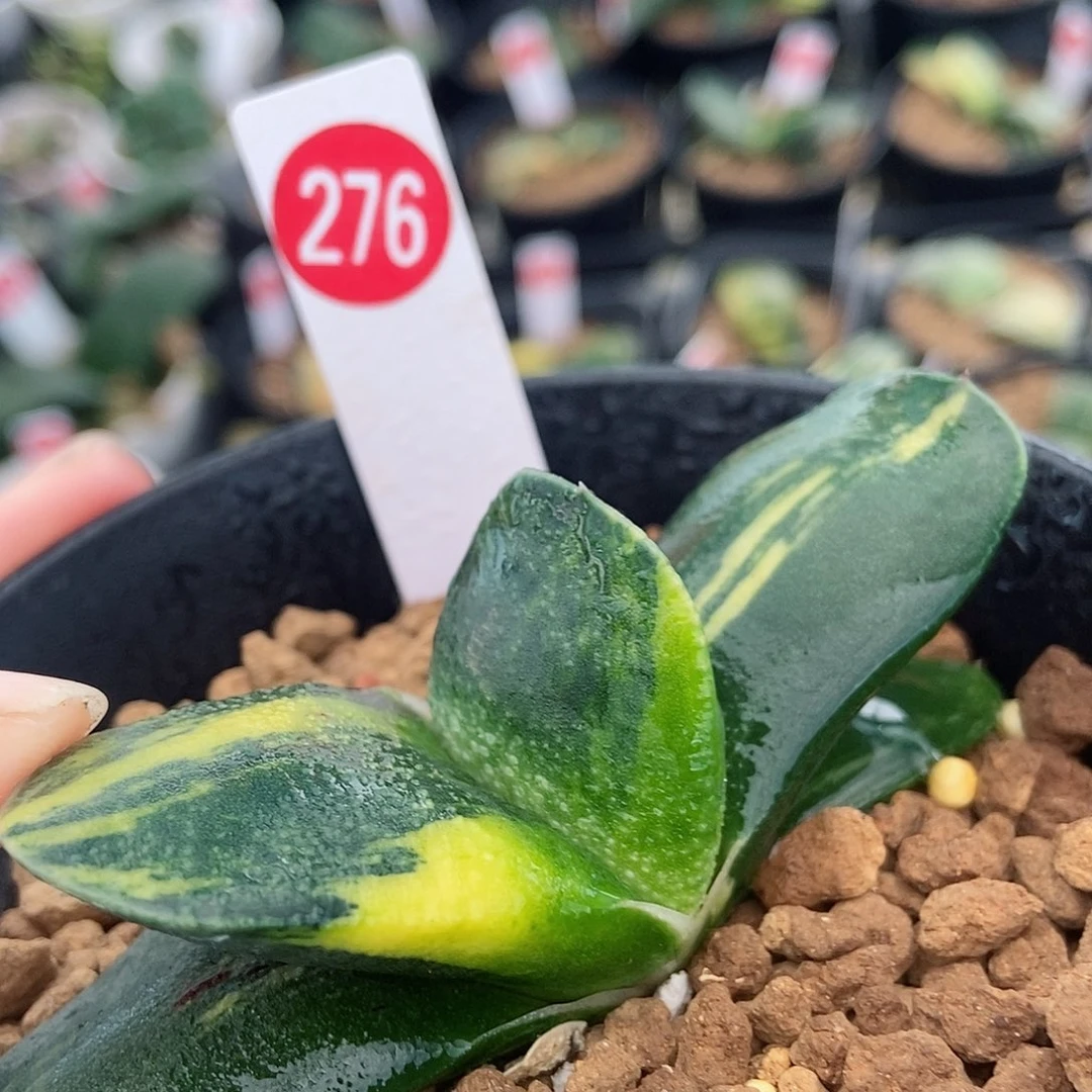 276卧牛实生锦带盆发货