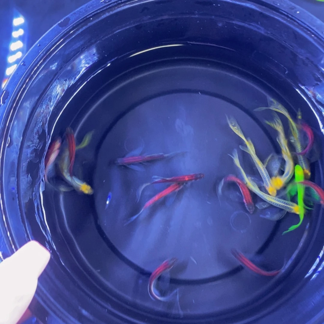 斑马鱼蝶翼斑马16条
