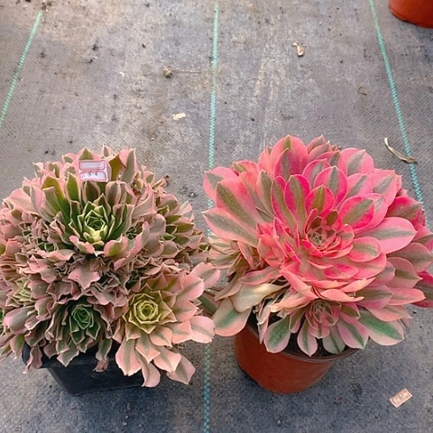 686白凤粉女巫多肉植物