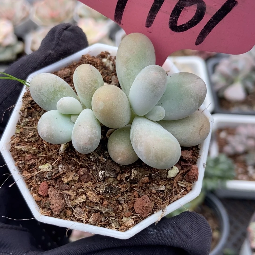 7101彩虹奶多肉植物