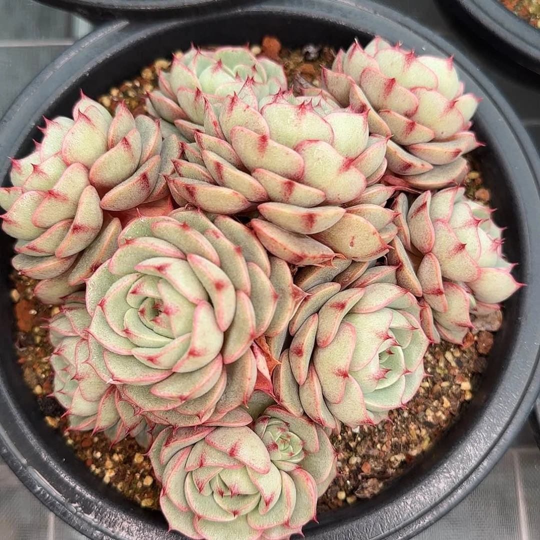 从前慢花园精选笨巴蒂斯