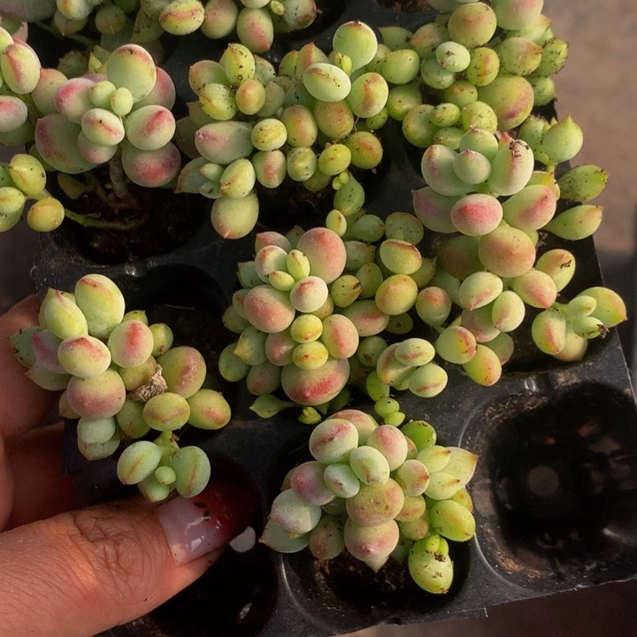 达摩小 3颗（满9.99包邮不满9.99发叶子）