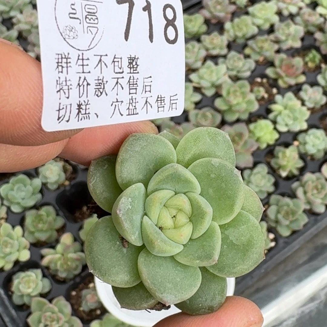 如图718云慢优选珍妮一颗