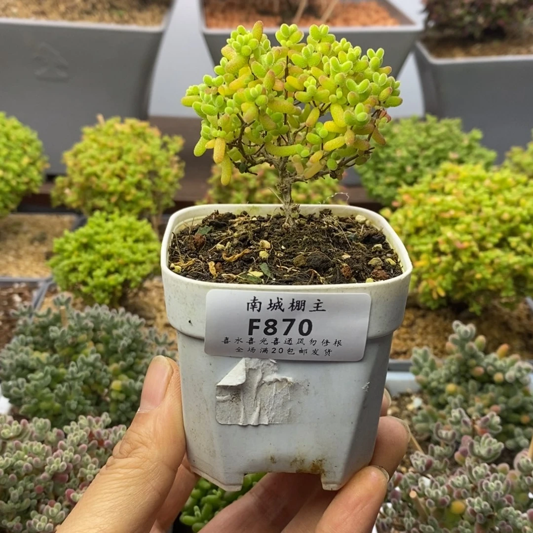 870蜜橘糖球枝干