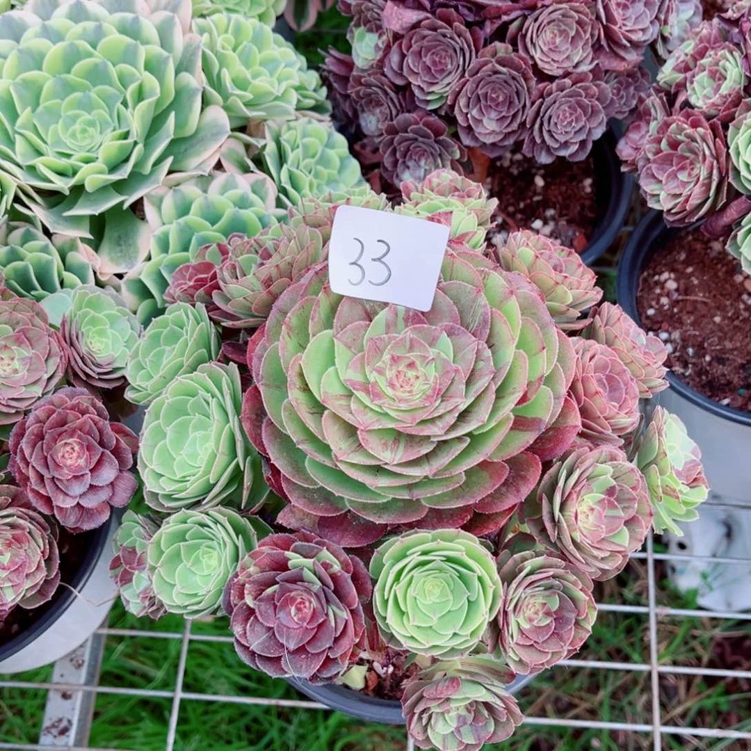 一物一拍多肉法师50