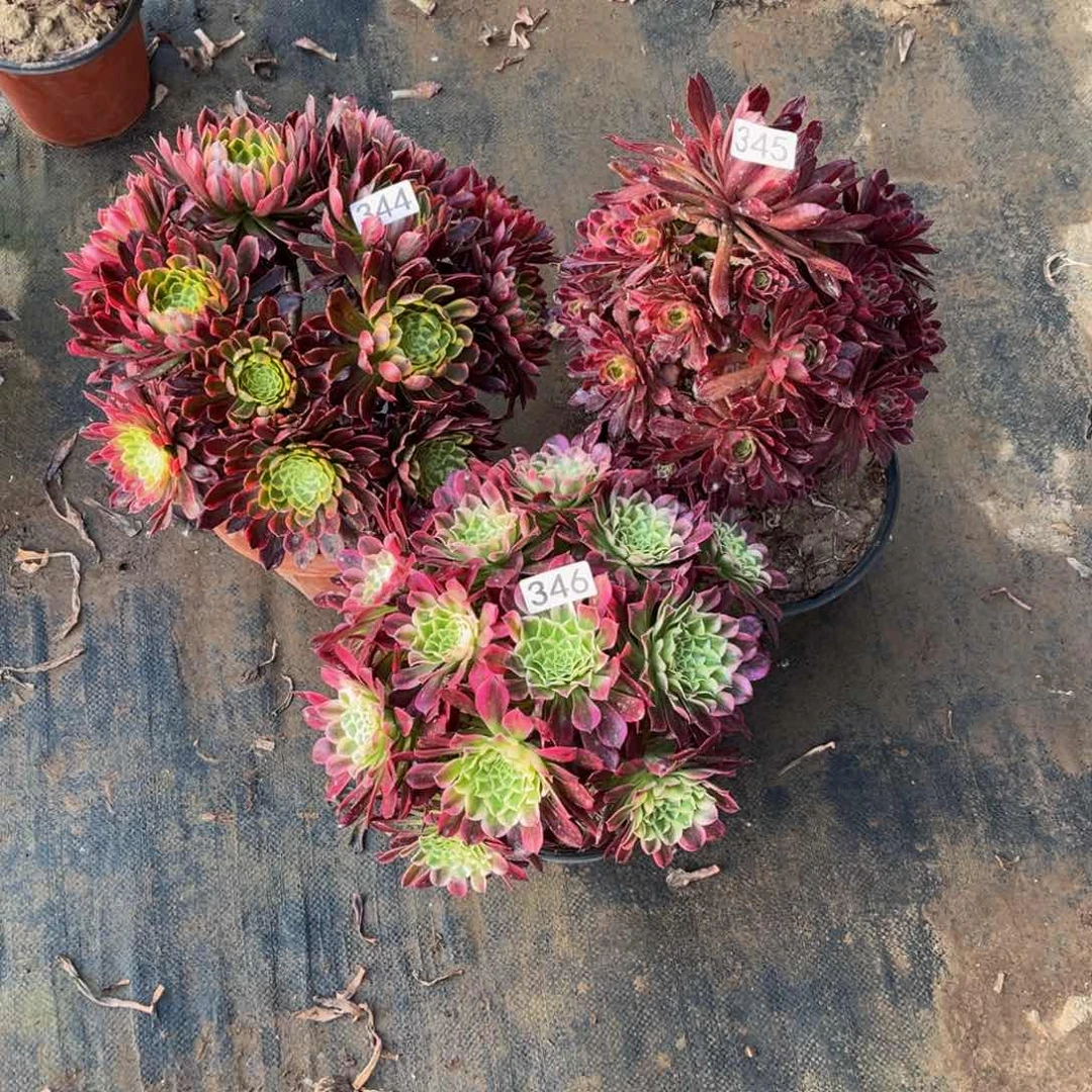 多肉植物344，345.346