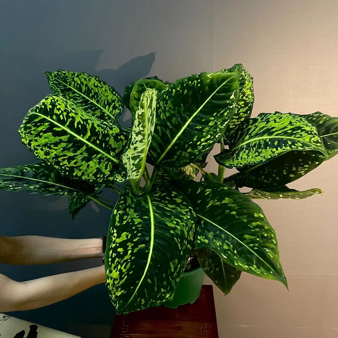 荧光帝王万年青 盆栽花卉绿植防辐射吸甲醛净化空气