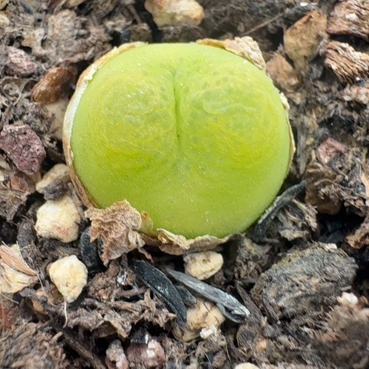 1022黄色拉满带盆发货