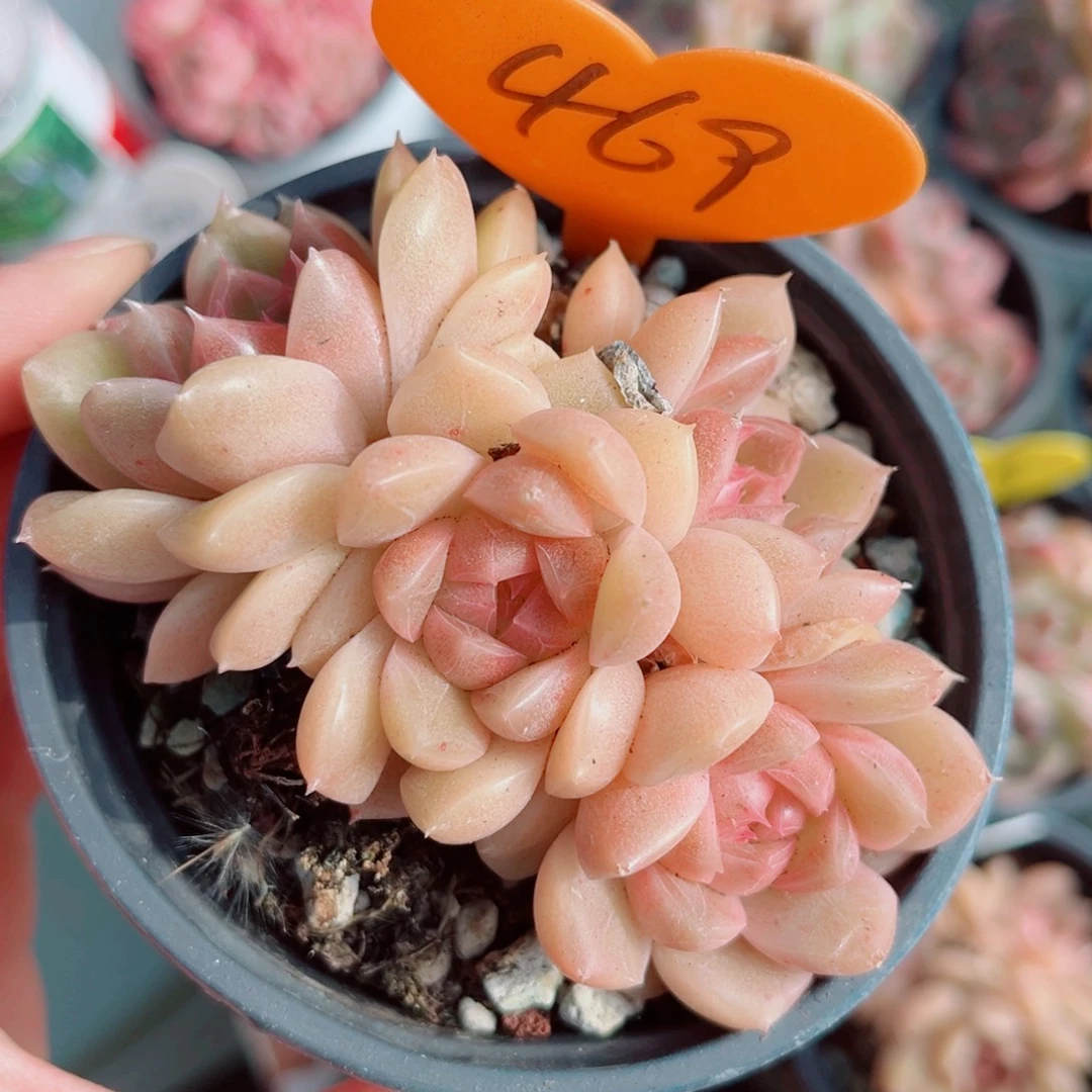 469号小老桩珍妮群