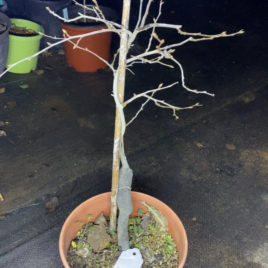 原生老鸦柿盲盒品种