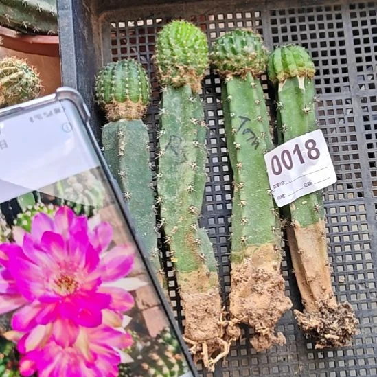 4棵丽约rsTOM明云清18