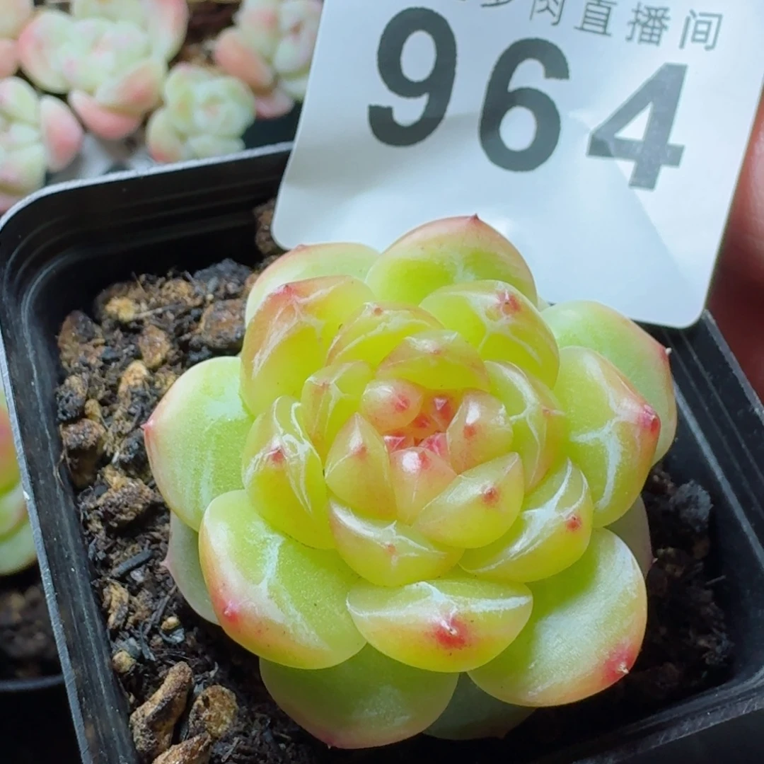 拿铁奶沫            精美多肉植物