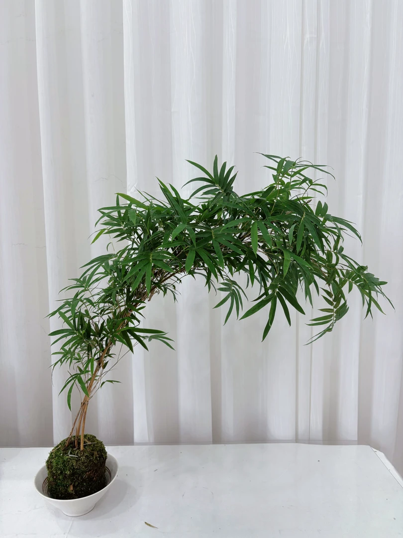 观音竹绿植水培土培一物一拍链接