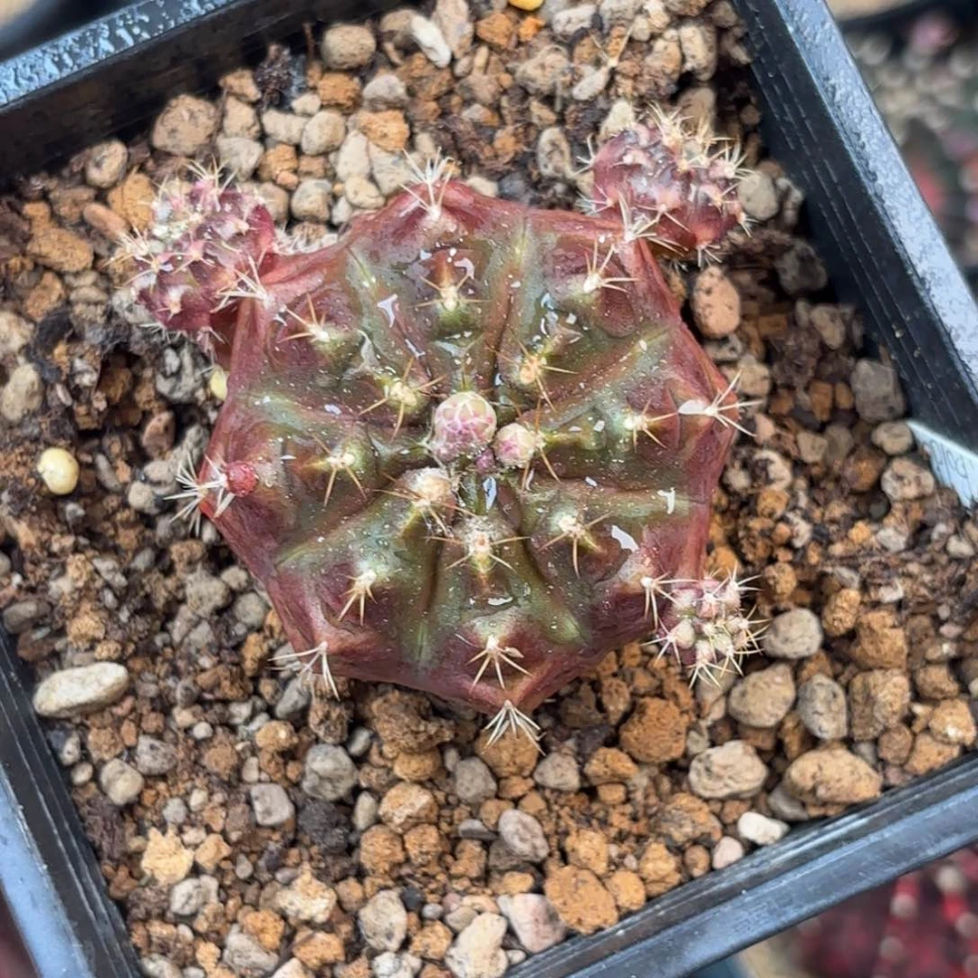 泰系金色宝珠现摘侧牙100一个