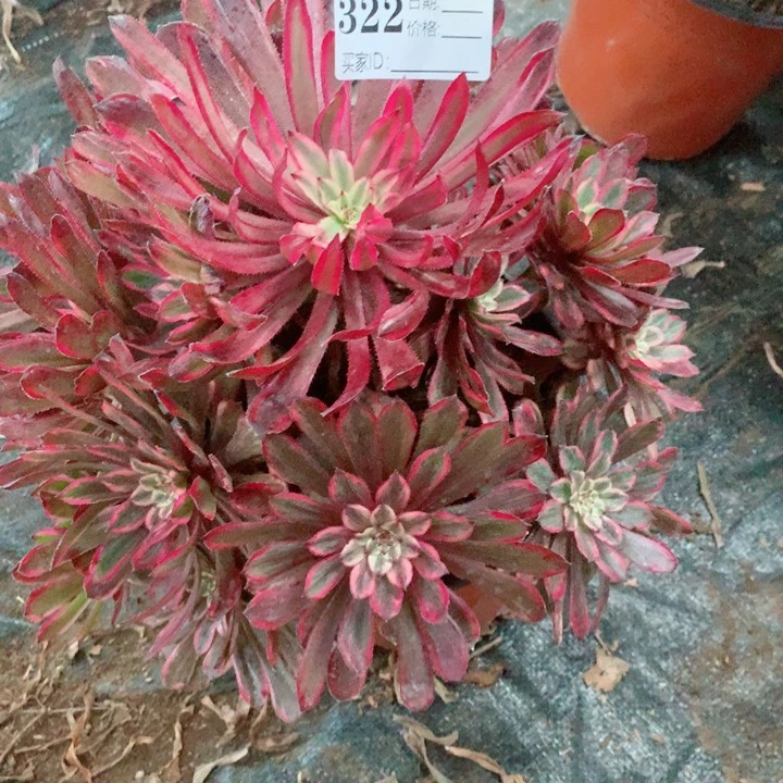 多肉植物香仙子322