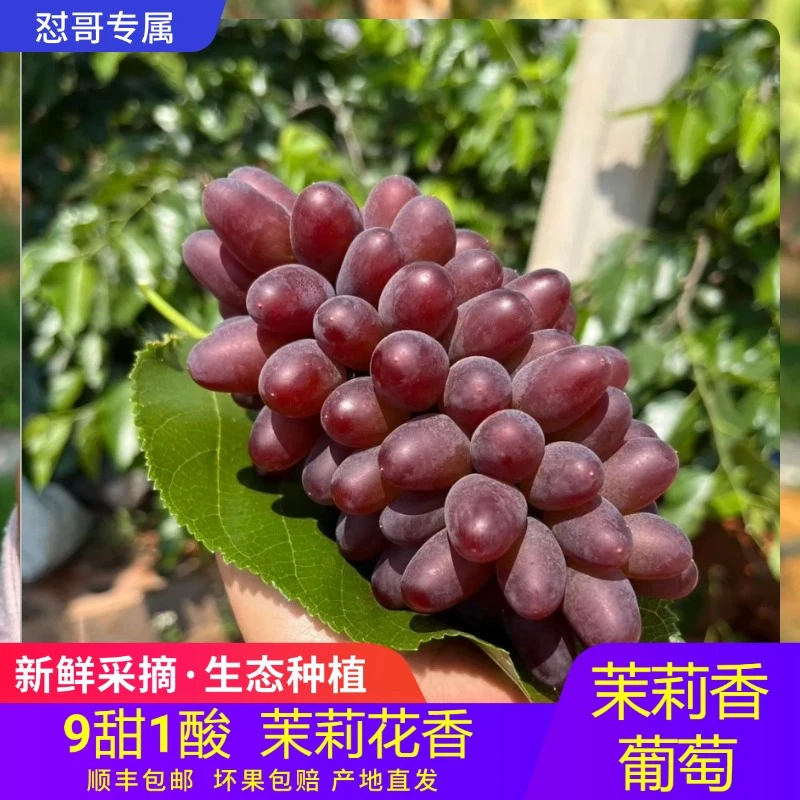 【基地现摘】云南弥勒茉莉香葡萄小串葡萄应季新鲜现采酸甜多汁饱满