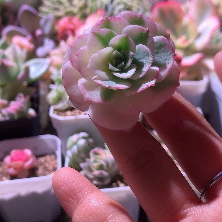 克罗地亚覆轮锦有杆子