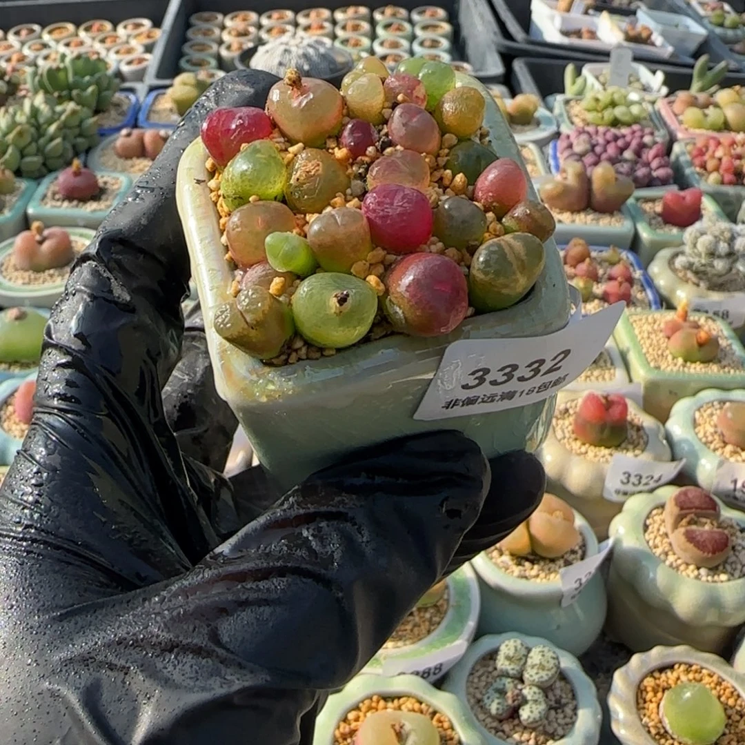 3332-一物一拍 带盆