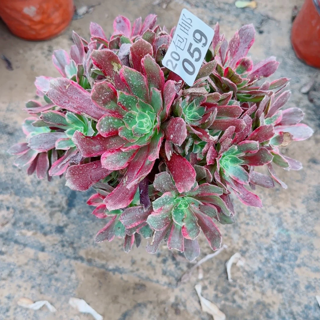 赤霞飞059满20包邮断枝不包