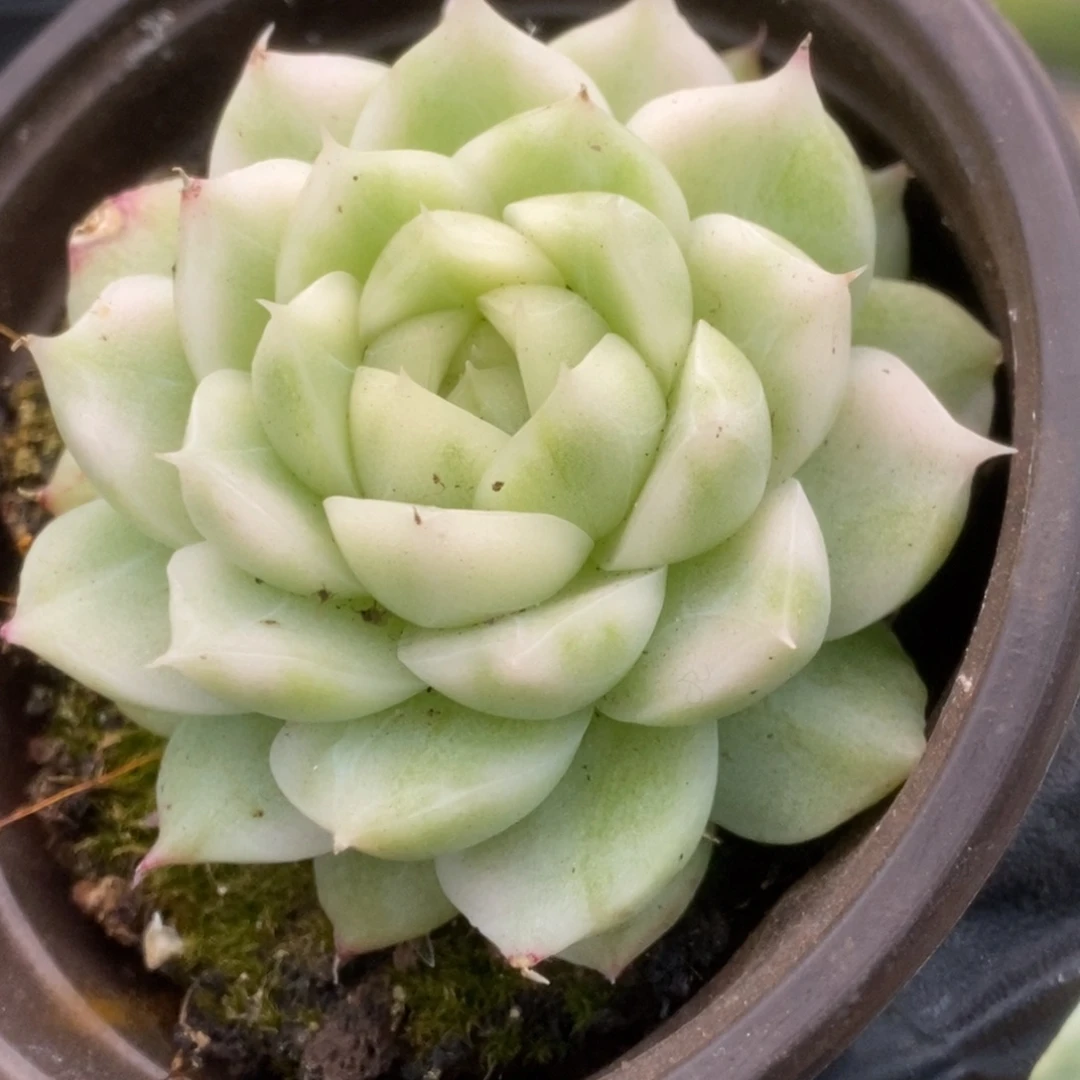 506白瓷麦杆锦锦锦锦锦锦