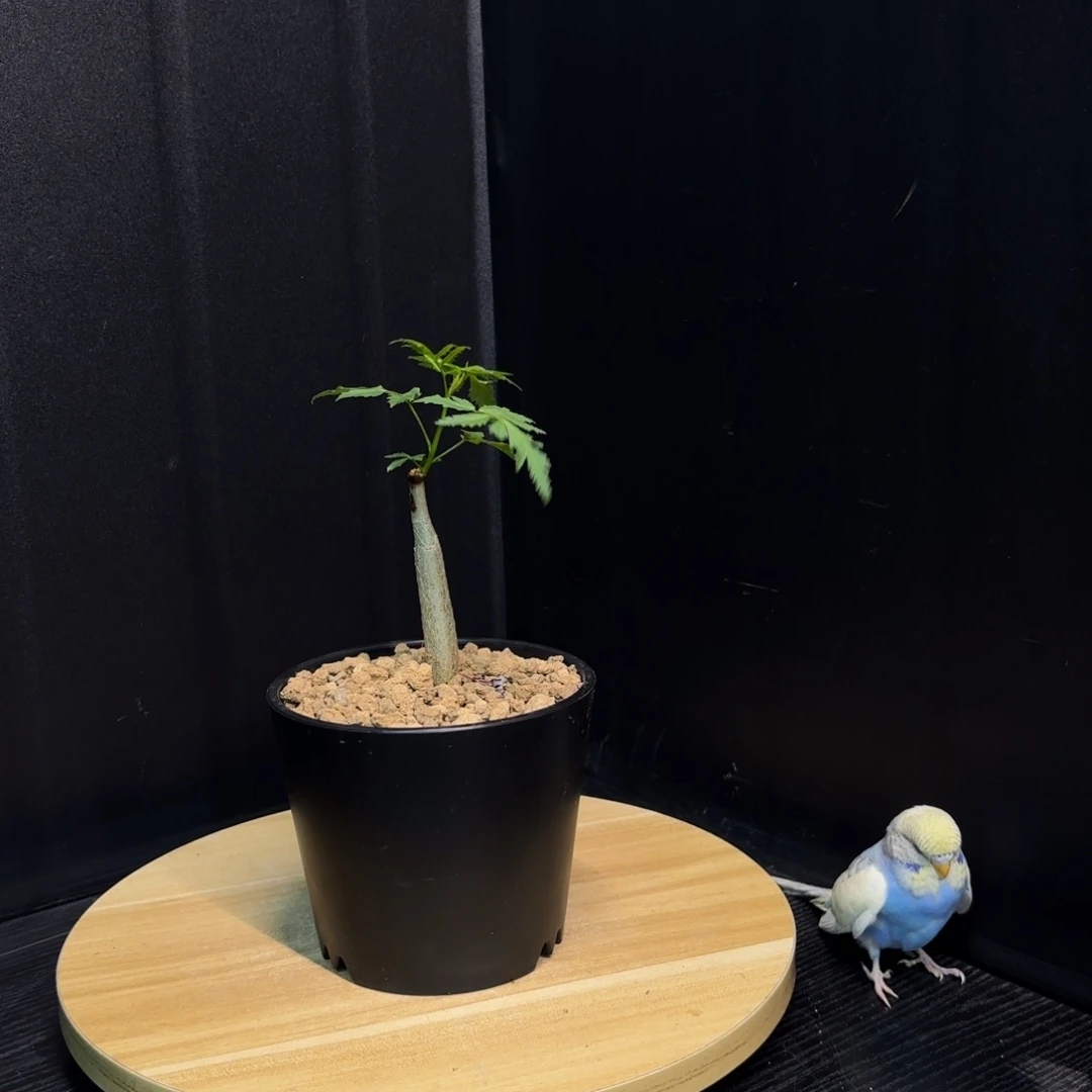 芳香裂榄带盆土1